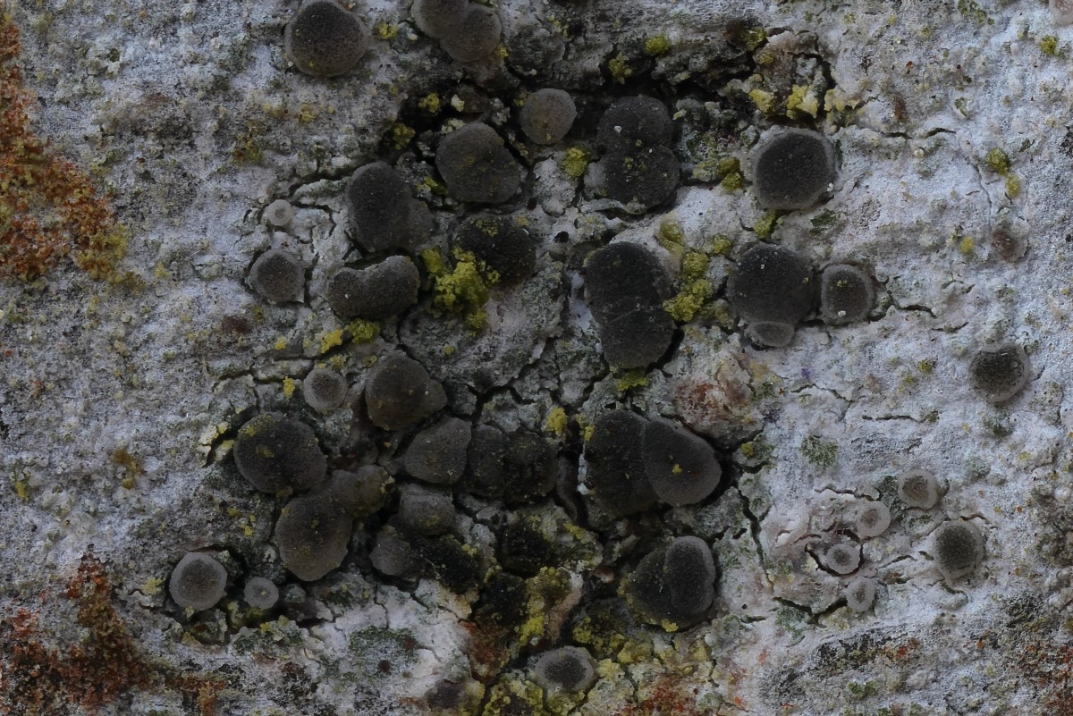 Lecania naegelii (door Arjan de Groot)