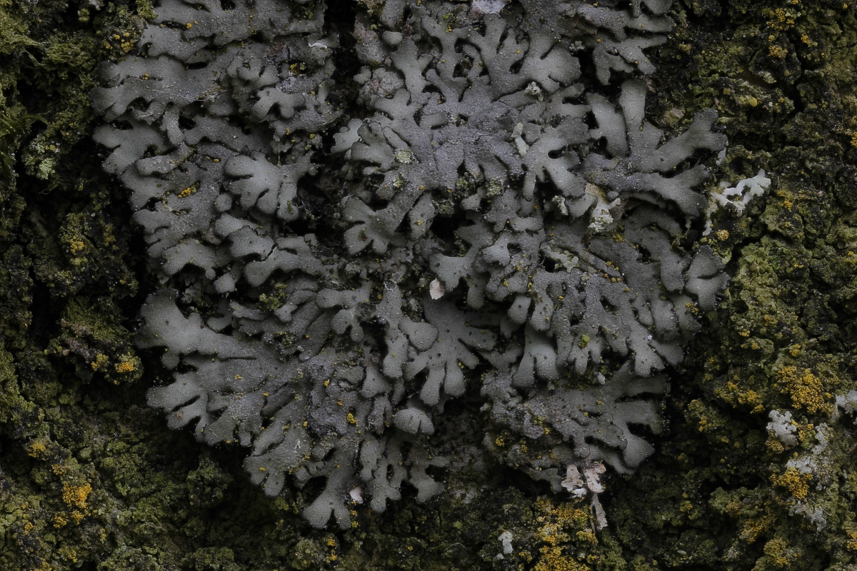 Phaeophyscia orbicularis (door Arjan de Groot)