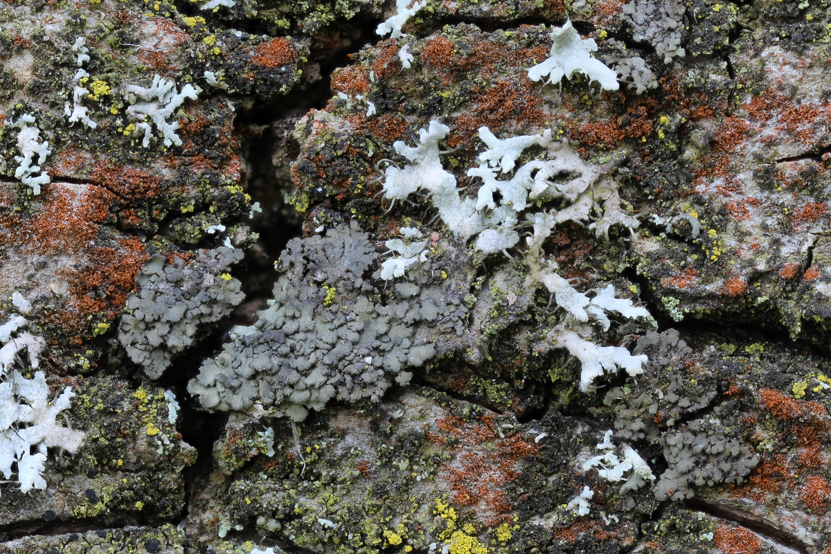 Phaeophyscia orbicularis (door Arjan de Groot)