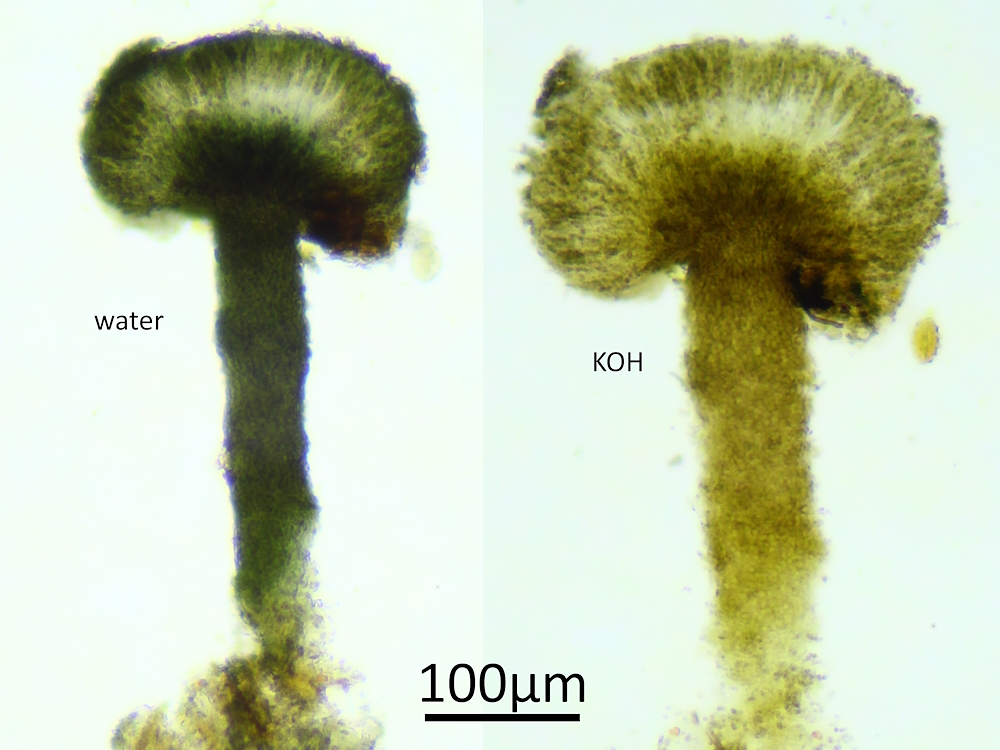 Chaenothecopsis nigra (door Henk-Jan van der Kolk)