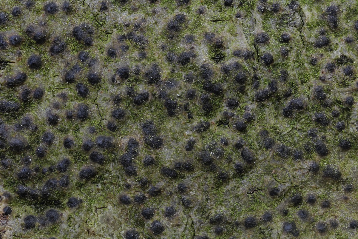 Pyrenula nitida (door Arjan de Groot)