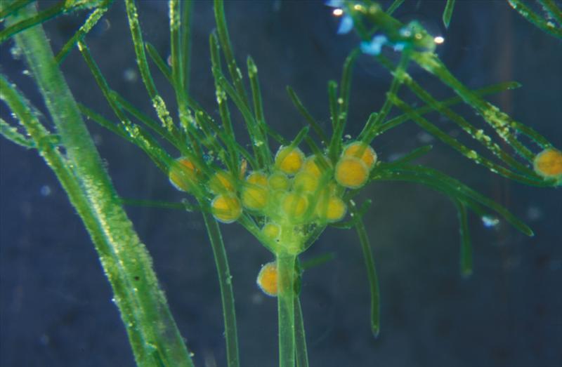 Nitella opaca (door Maarten Zonderwijk)