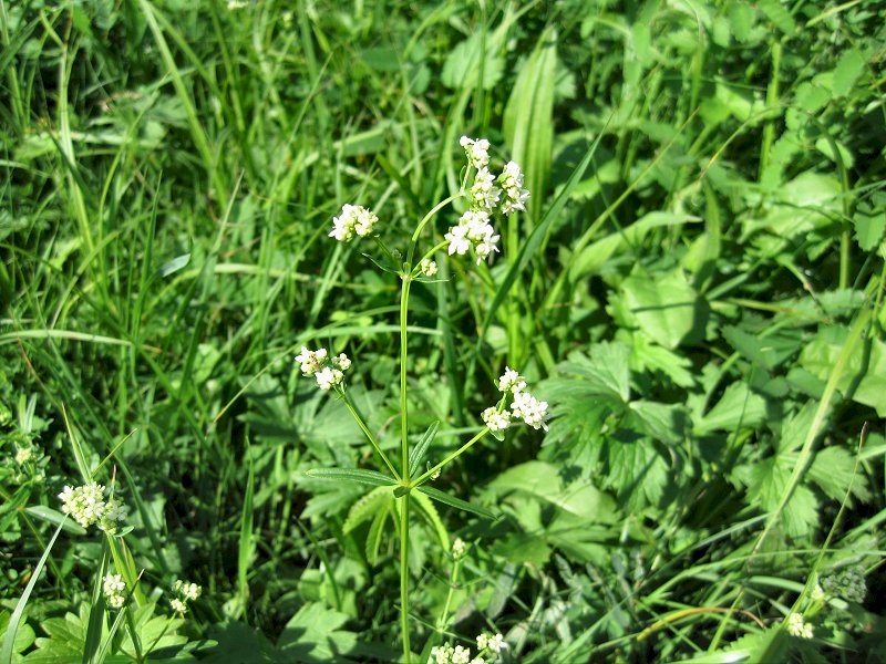 Galium boreale (door Grada Menting)