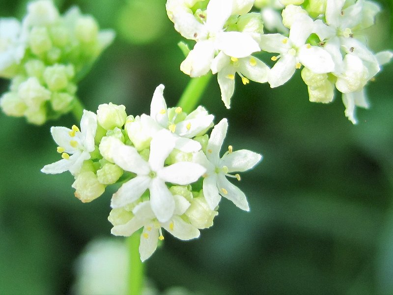 Galium boreale (door Grada Menting)