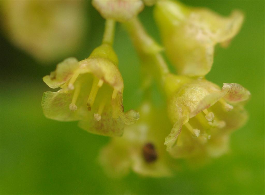 Ribes spicatum (door Theo Muusse)