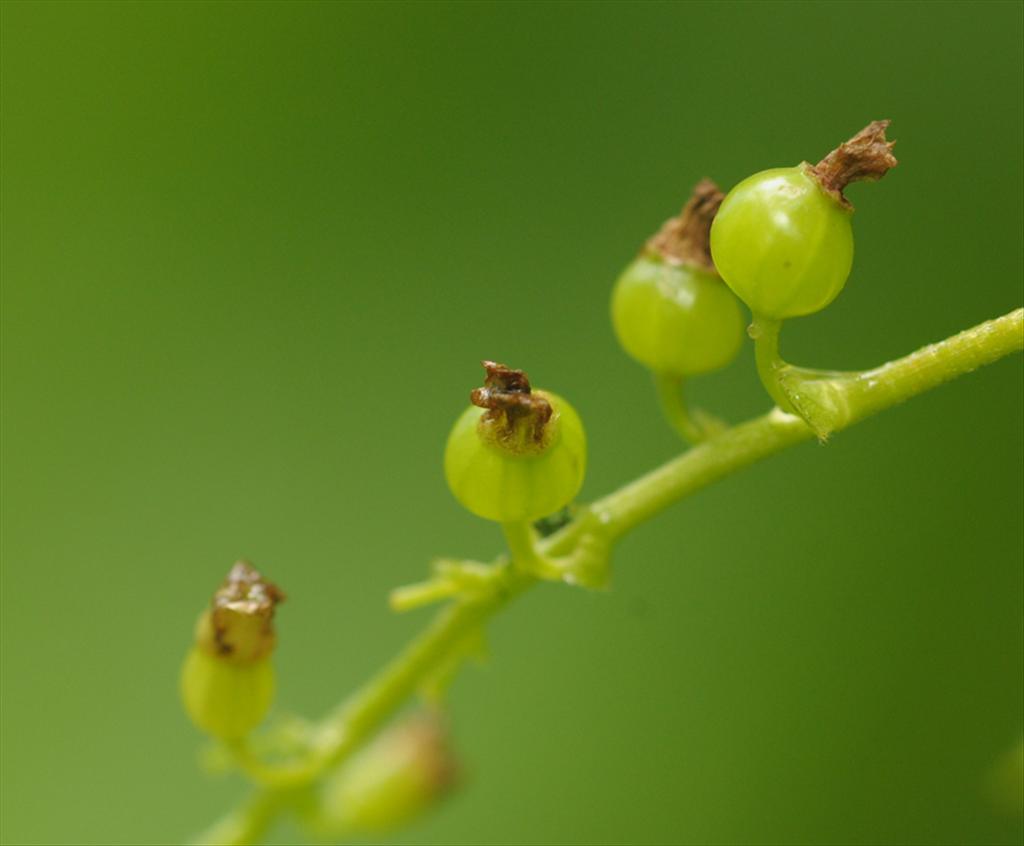Ribes spicatum (door Theo Muusse)
