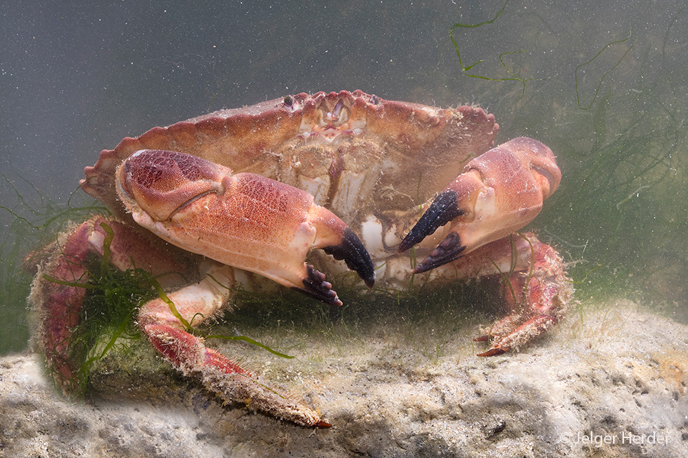 Cancer pagurus (door Jelger Herder)