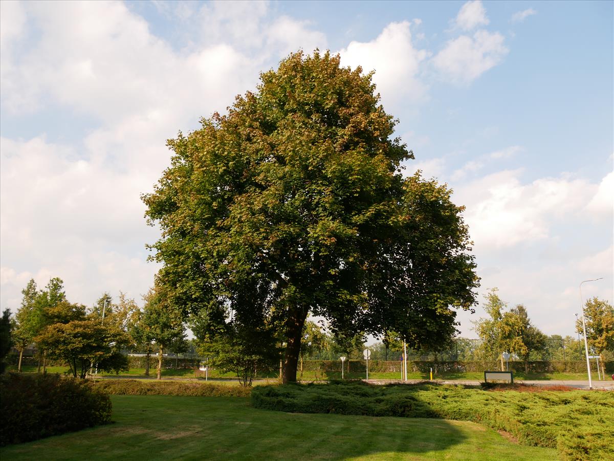 Acer platanoides (door Wim van der Neut)