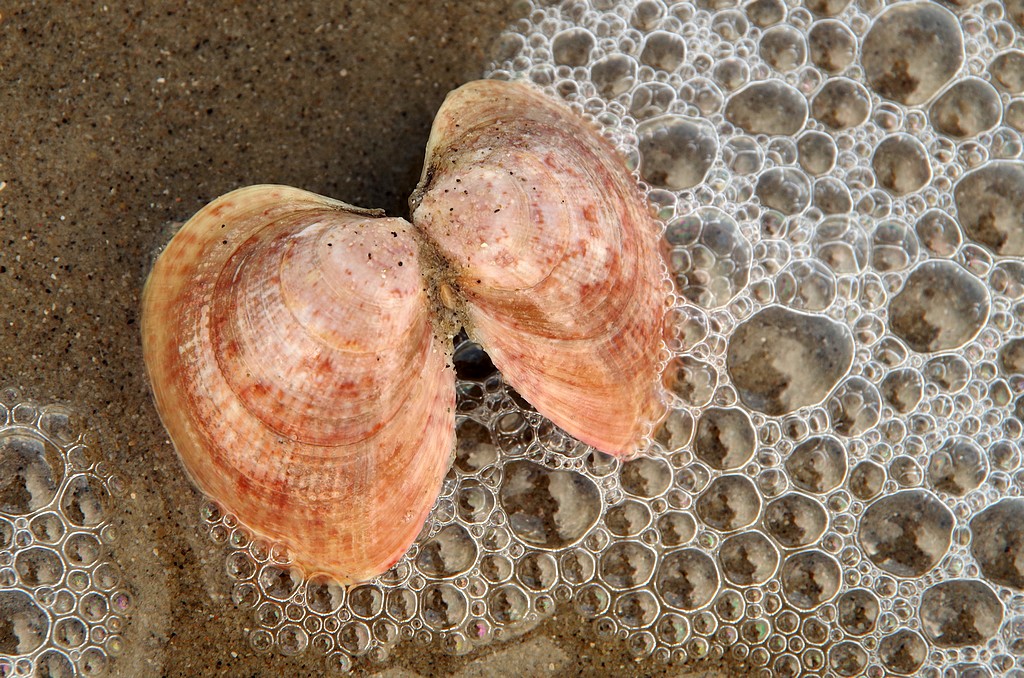 Laevicardium crassum (door Hannie Joziasse)