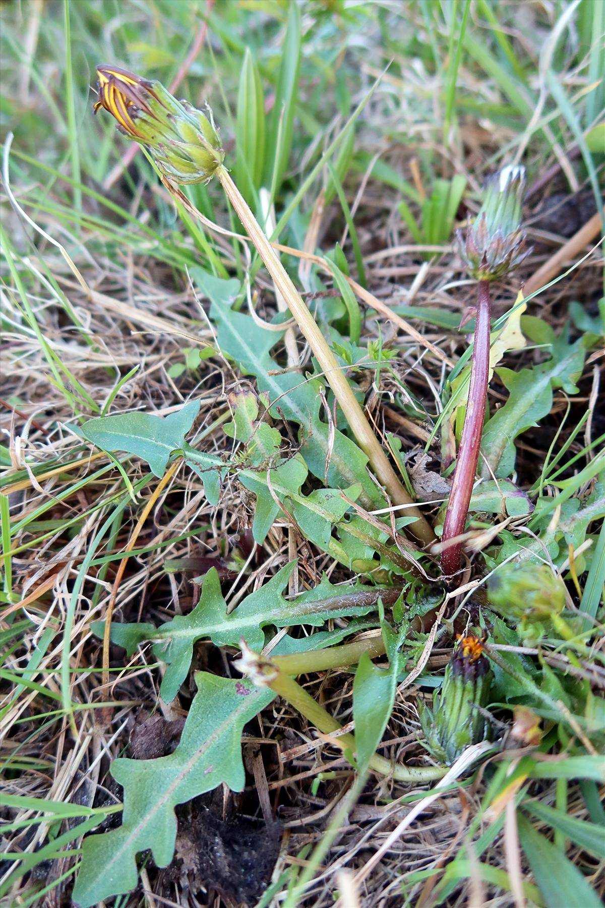 Taraxacum nordstedtii (door Otto Zijlstra)