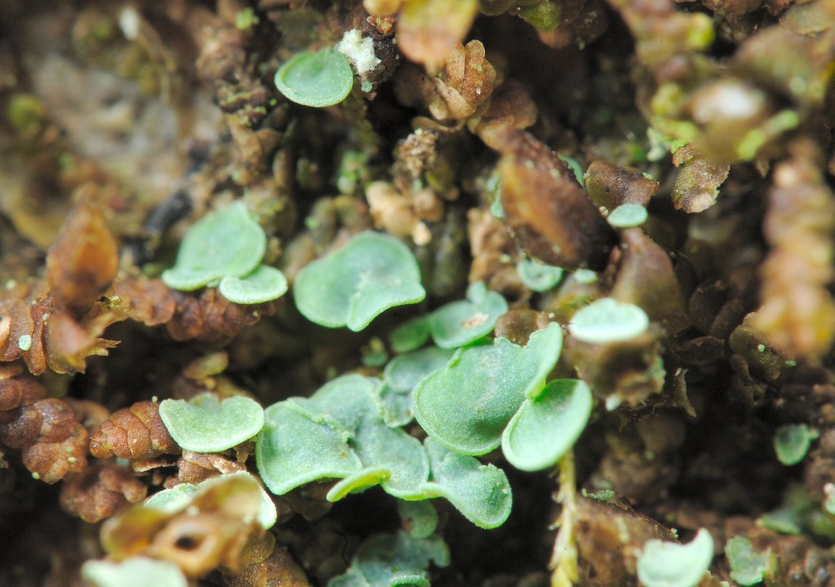 Normandina pulchella (door Vilda - Rollin Verlinde)