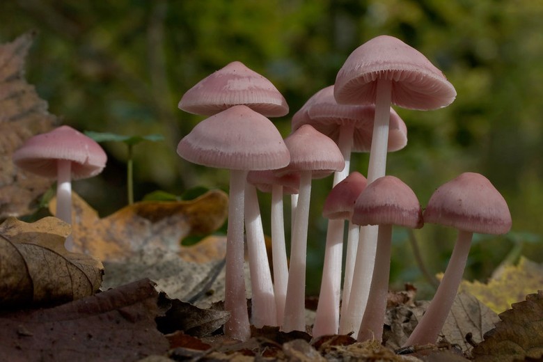 Mycena rosea (door Gerben Winkel)