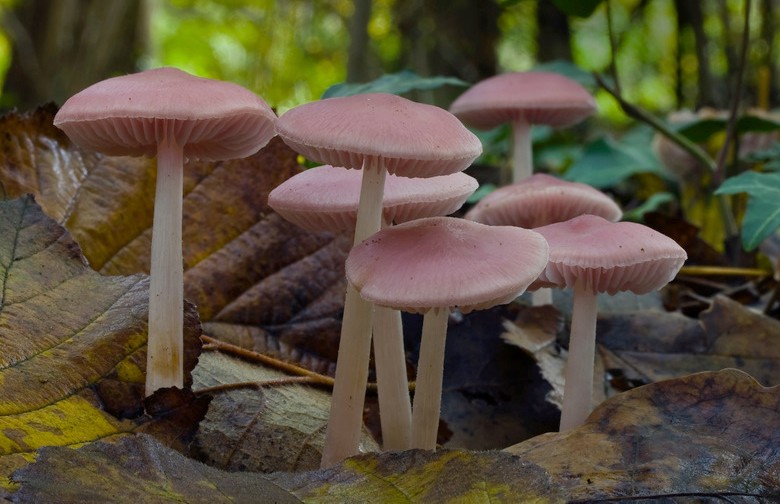 Mycena rosea (door Gerben Winkel)