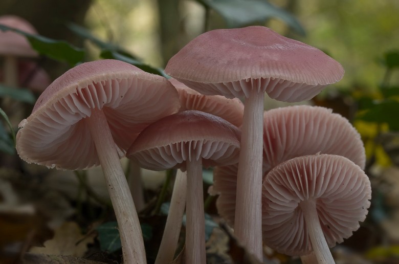 Mycena rosea (door Gerben Winkel)