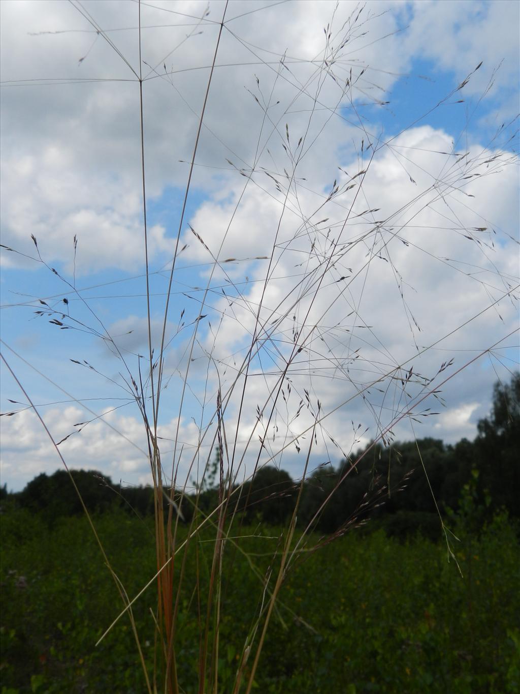 Agrostis scabra (door Rutger Barendse)