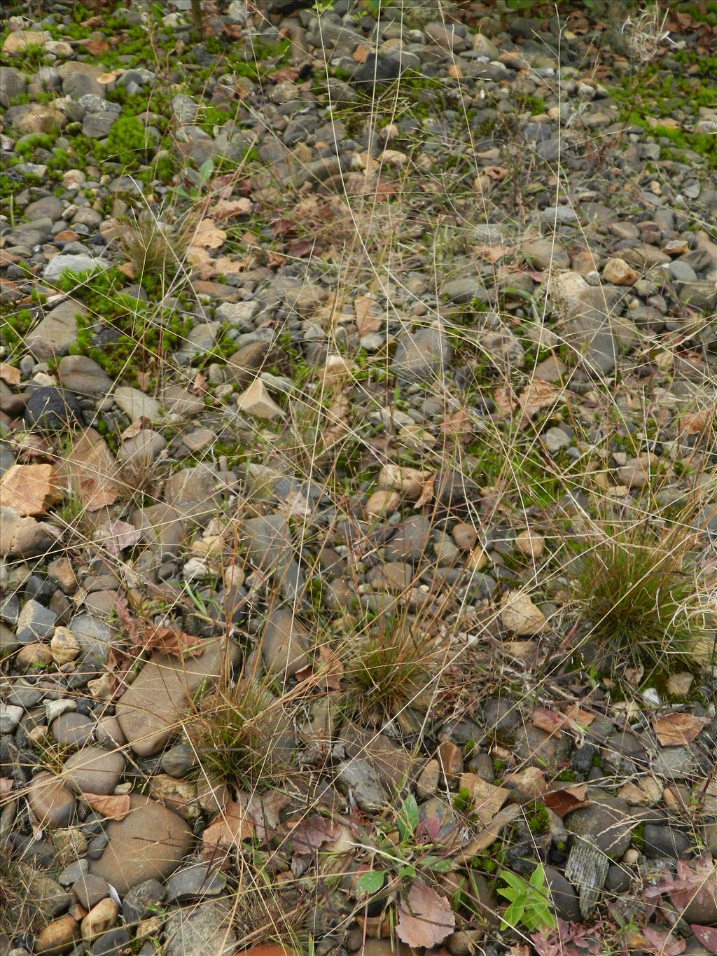 Agrostis scabra (door Rutger Barendse)