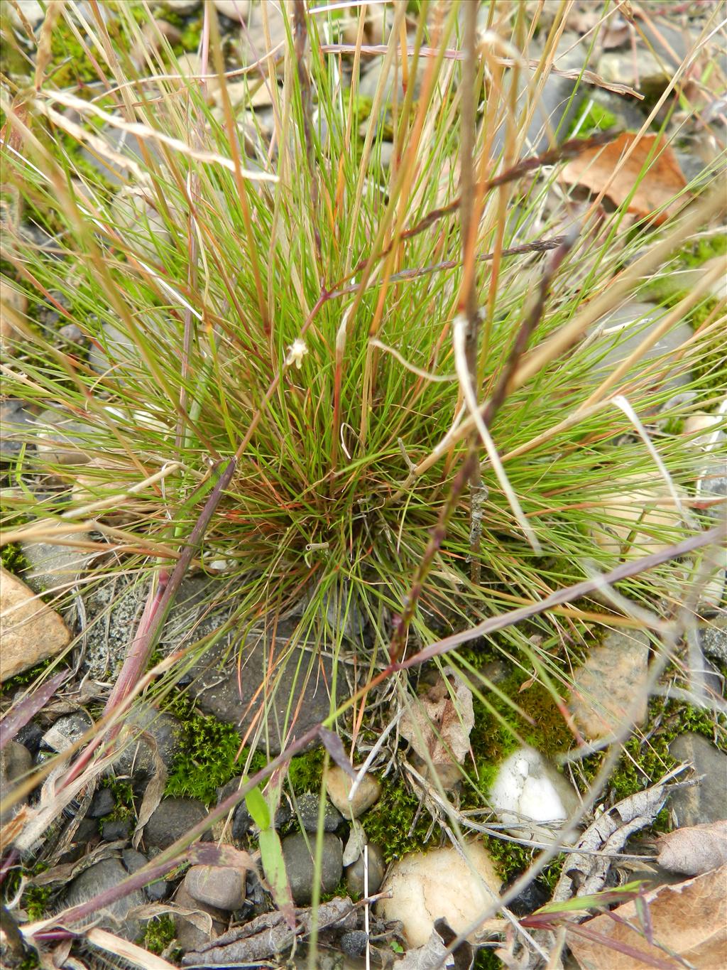 Agrostis scabra (door Rutger Barendse)
