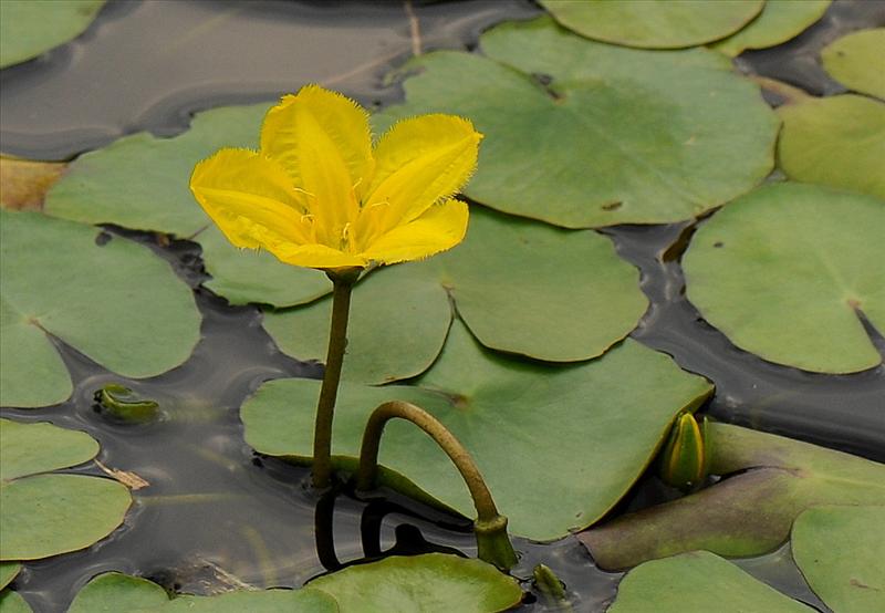 Nymphoides peltata (door Willie Riemsma)