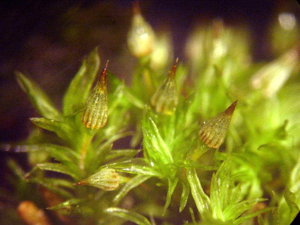 Orthotrichum pulchellum (door Dick Haaksma)