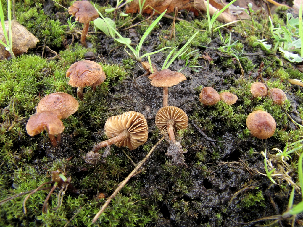 Inocybe jacobi (door Dinant Wanningen)