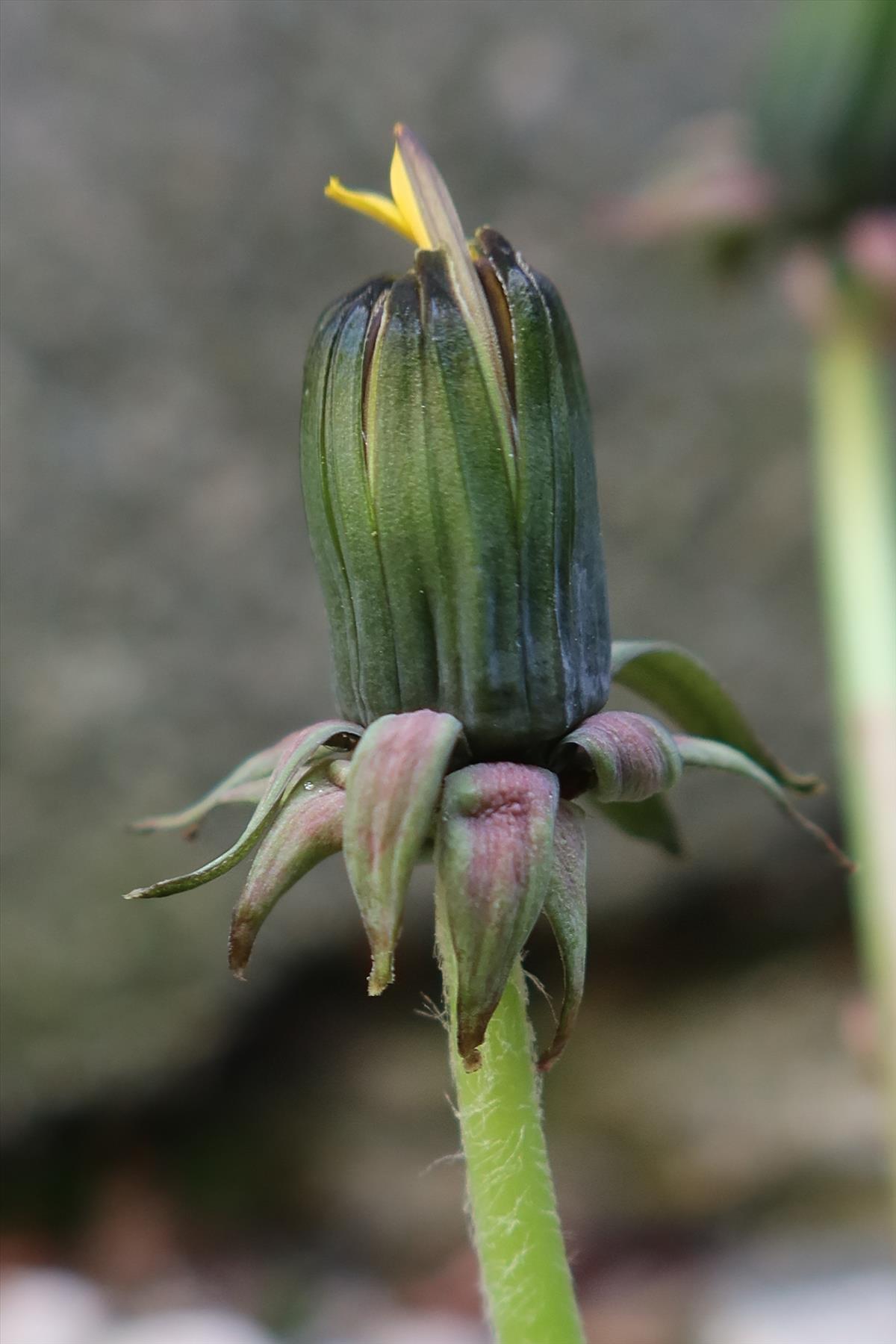 Taraxacum oblongatum (door Otto Zijlstra)