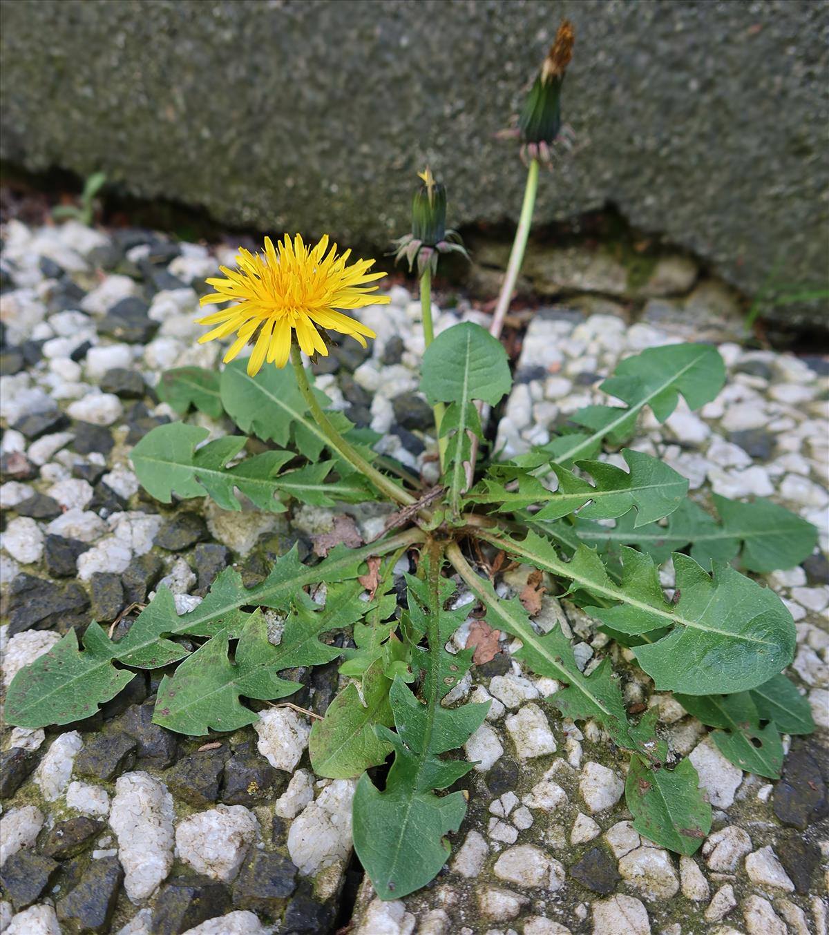 Taraxacum oblongatum (door Otto Zijlstra)