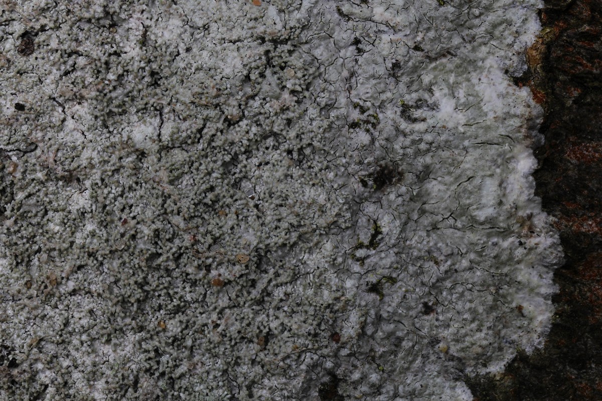 Pertusaria coccodes (door Arjan de Groot)