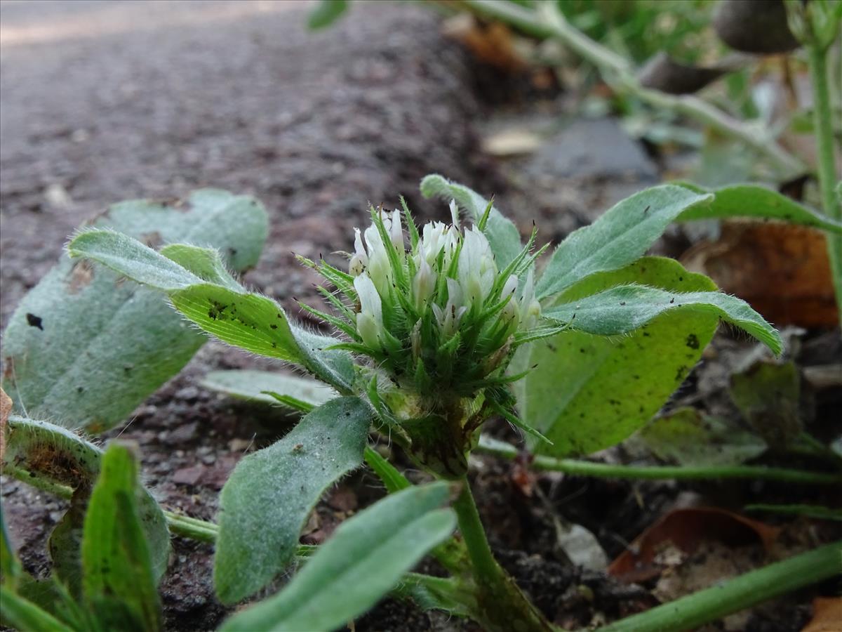 Trifolium ochroleucon (door Lieuwe Haanstra)