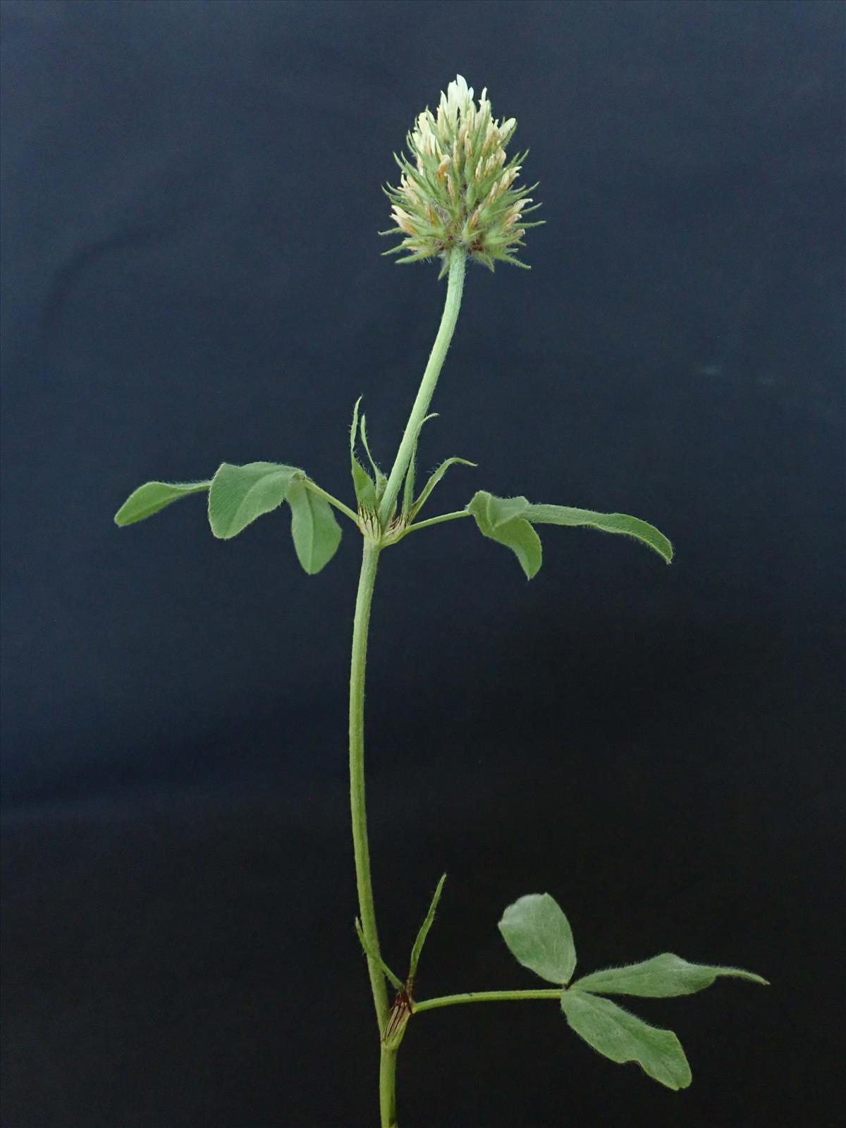 Trifolium ochroleucon (door Lieuwe Haanstra)