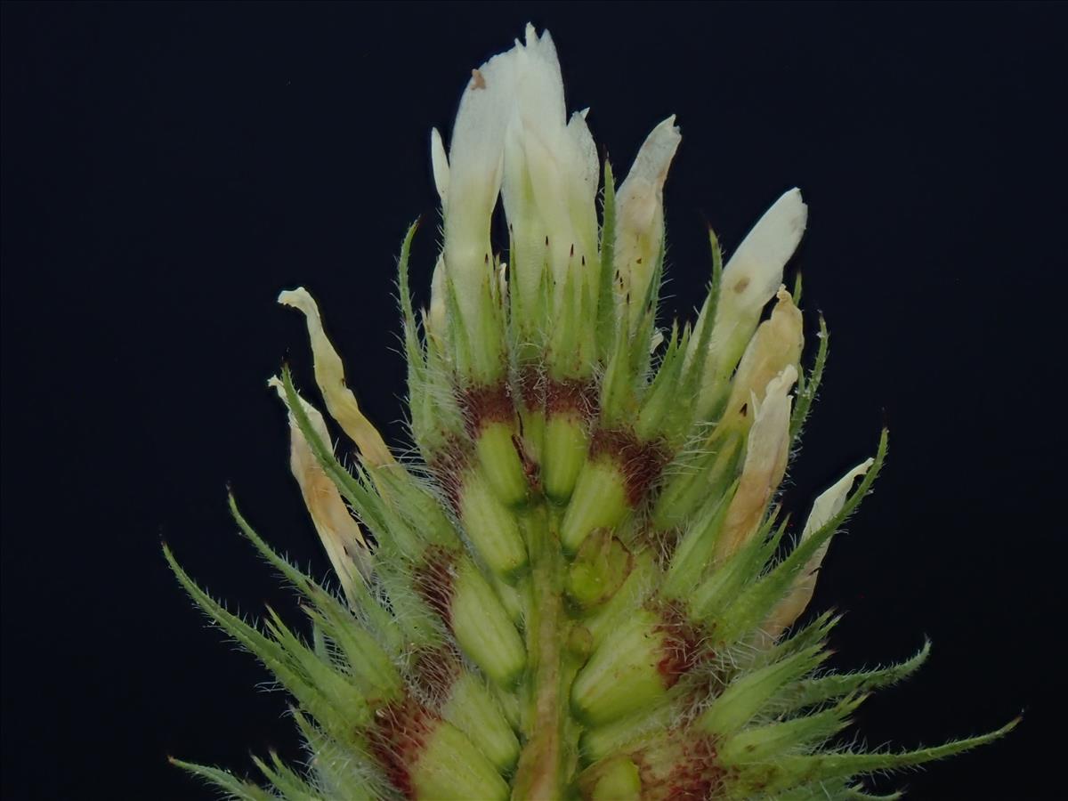 Trifolium ochroleucon (door Lieuwe Haanstra)