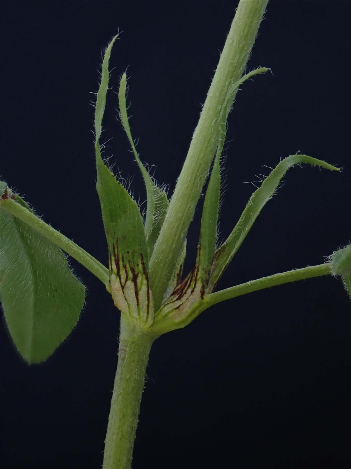 Trifolium ochroleucon (door Lieuwe Haanstra)