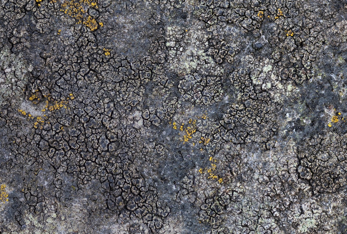 Buellia ocellata (door Arjan de Groot)