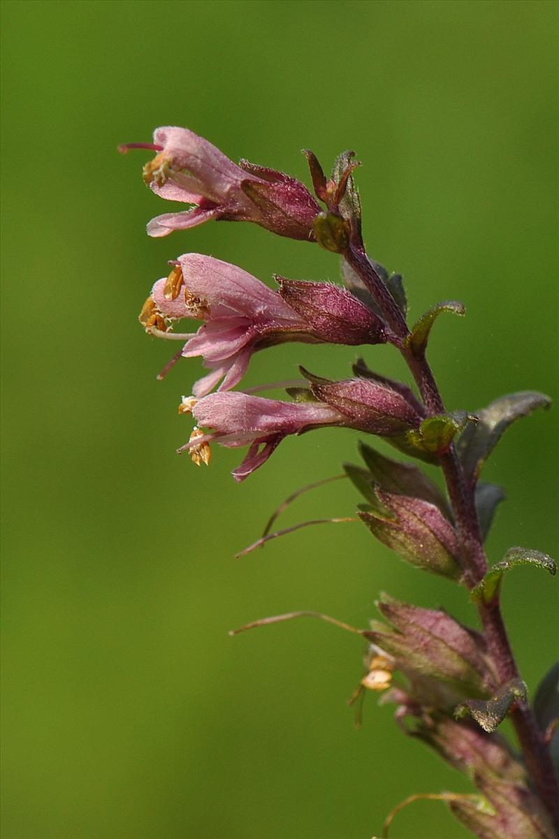 Odontites vernus subsp. serotinus (door Willie Riemsma)