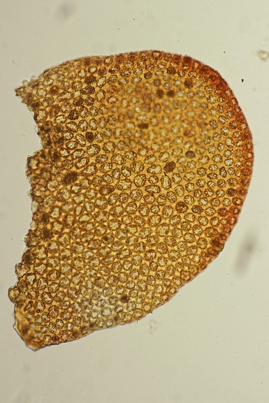 Odontoschisma denudatum (door Jan Kersten)