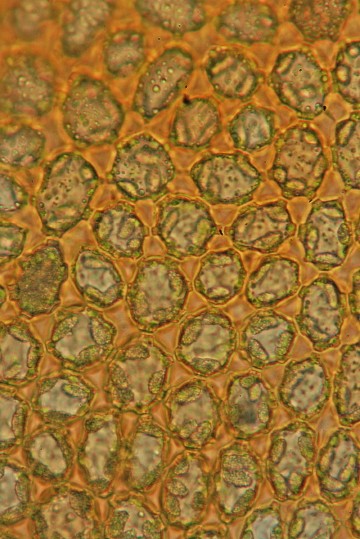 Odontoschisma denudatum (door Jan Kersten)