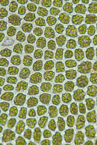 Odontoschisma denudatum (door Jan Kersten)