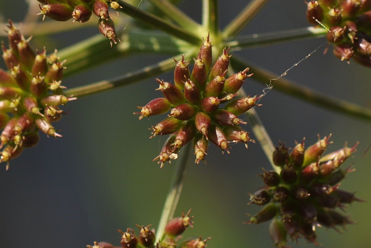 Oenanthe aquatica (door Willie Riemsma)