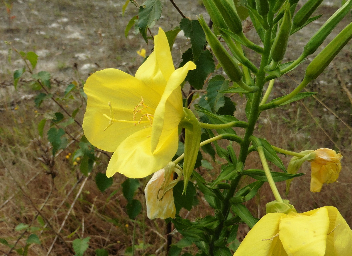 Oenothera oehlkersii (door Willie Riemsma)