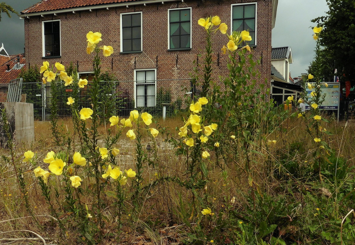 Oenothera oehlkersii (door Willie Riemsma)