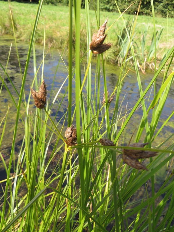 Bolboschoenus laticarpus (door Han Beeuwkes)