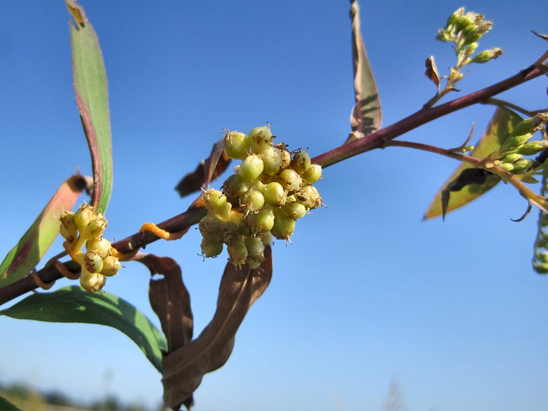 Cuscuta gronovii (door Grada Menting)