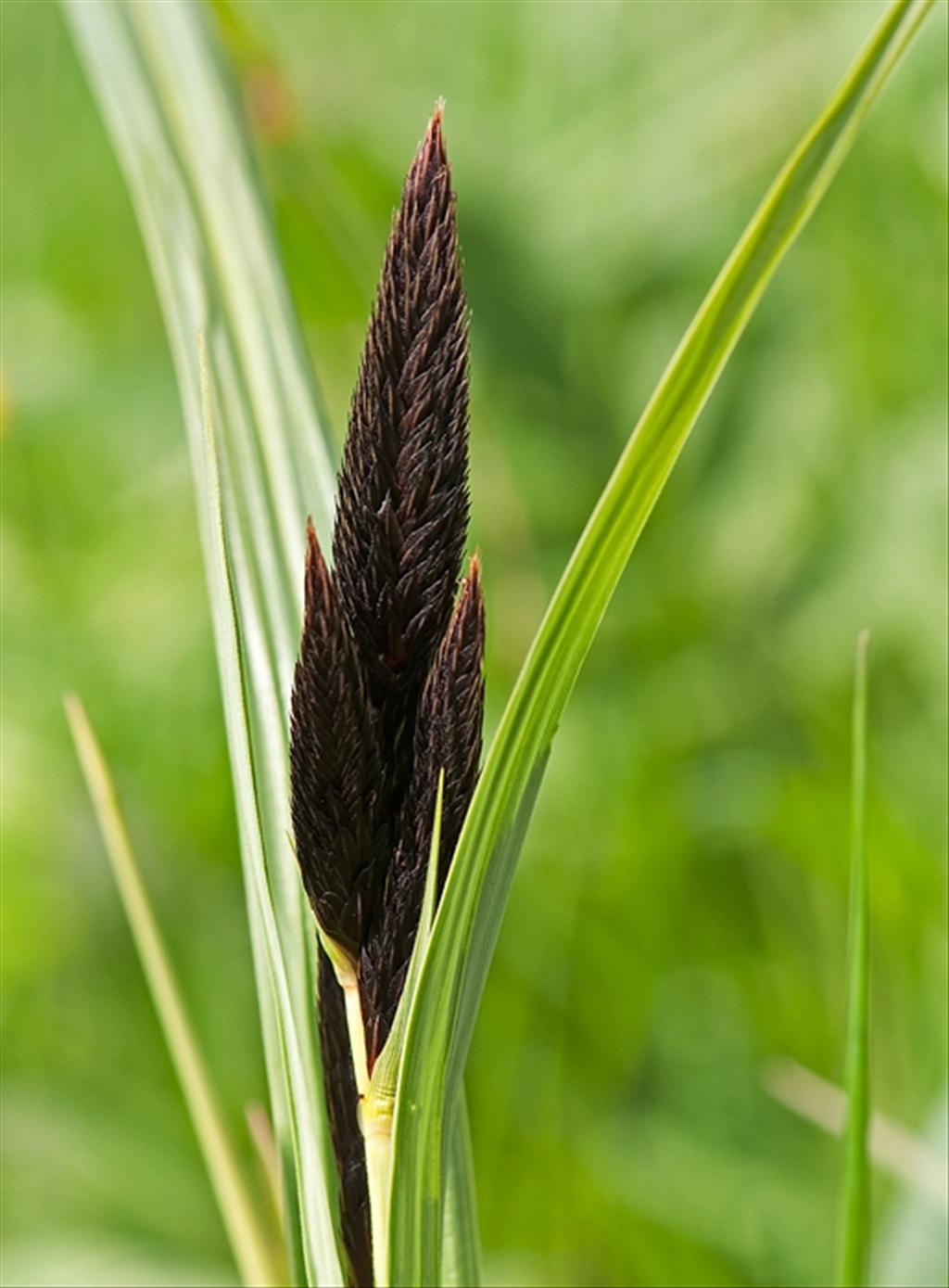 Carex riparia (door Wijnand van Buuren)