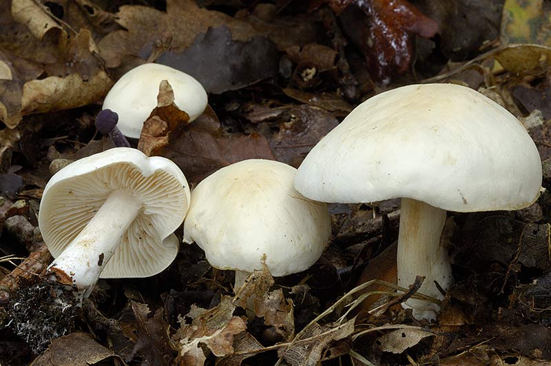 Tricholoma stiparophyllum (door Kik van Boxtel)