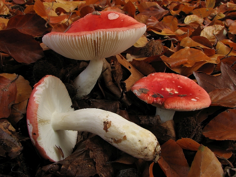 Russula mairei (door Dinant Wanningen)