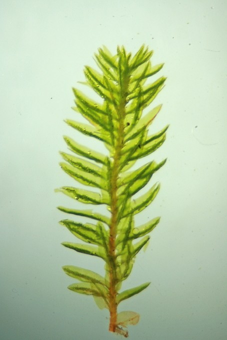 Oligotrichum hercynicum (door Jan Kersten)