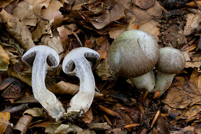 Cortinarius infractus (door John Breugelmans)