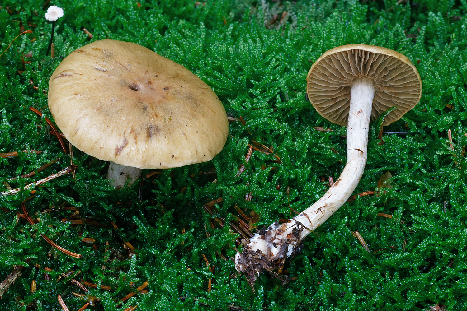 Cortinarius subtortus (door John Breugelmans)