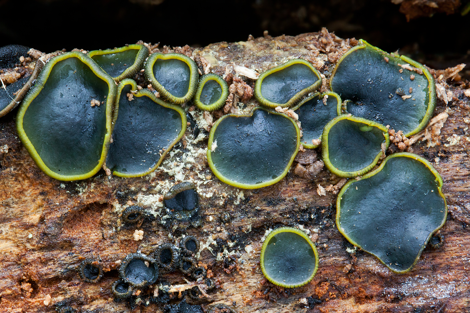 Catinella olivacea (door John Breugelmans)