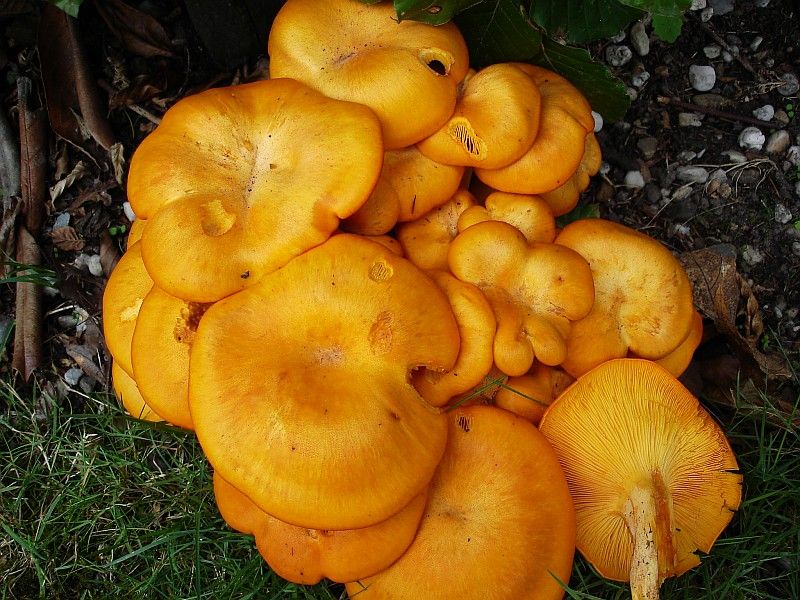 Omphalotus illudens (door Jeanne Vos-Leenaerts)