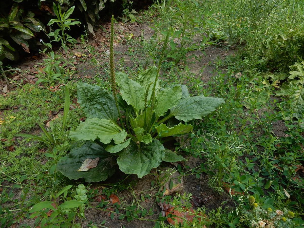 Plantago major subsp. major (door Peter Meininger)